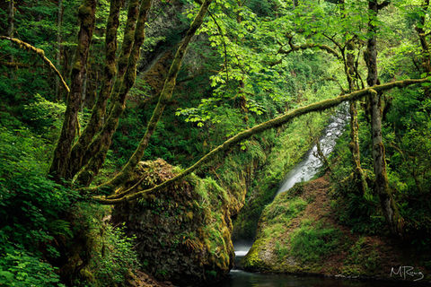 Trees arching over Bridal Veil waterfall in the Columbia River Gorge in Oregon