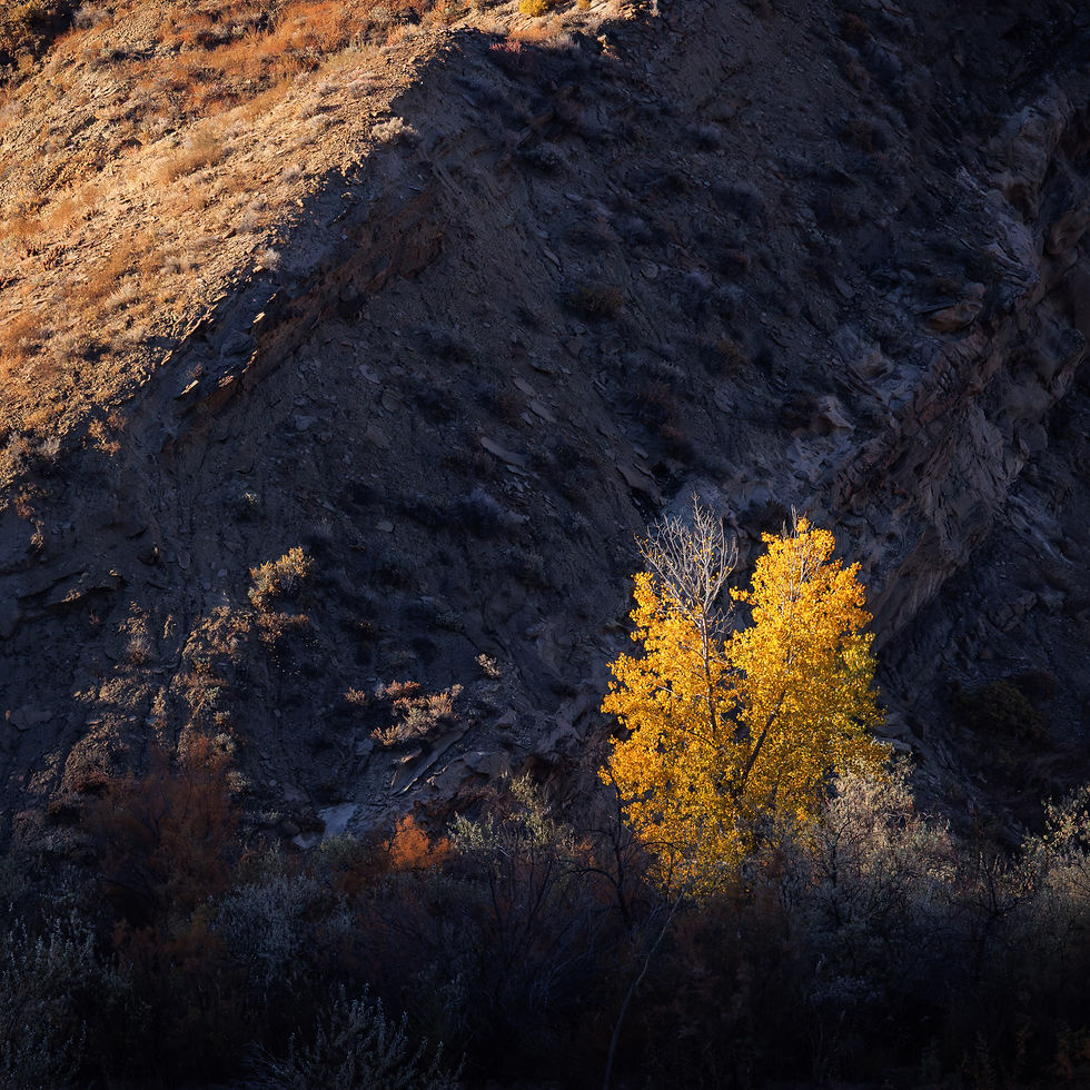 A golden tree with its foliage lit by the morning sun while its surrounding by shadowed landscape. By Michael Rung