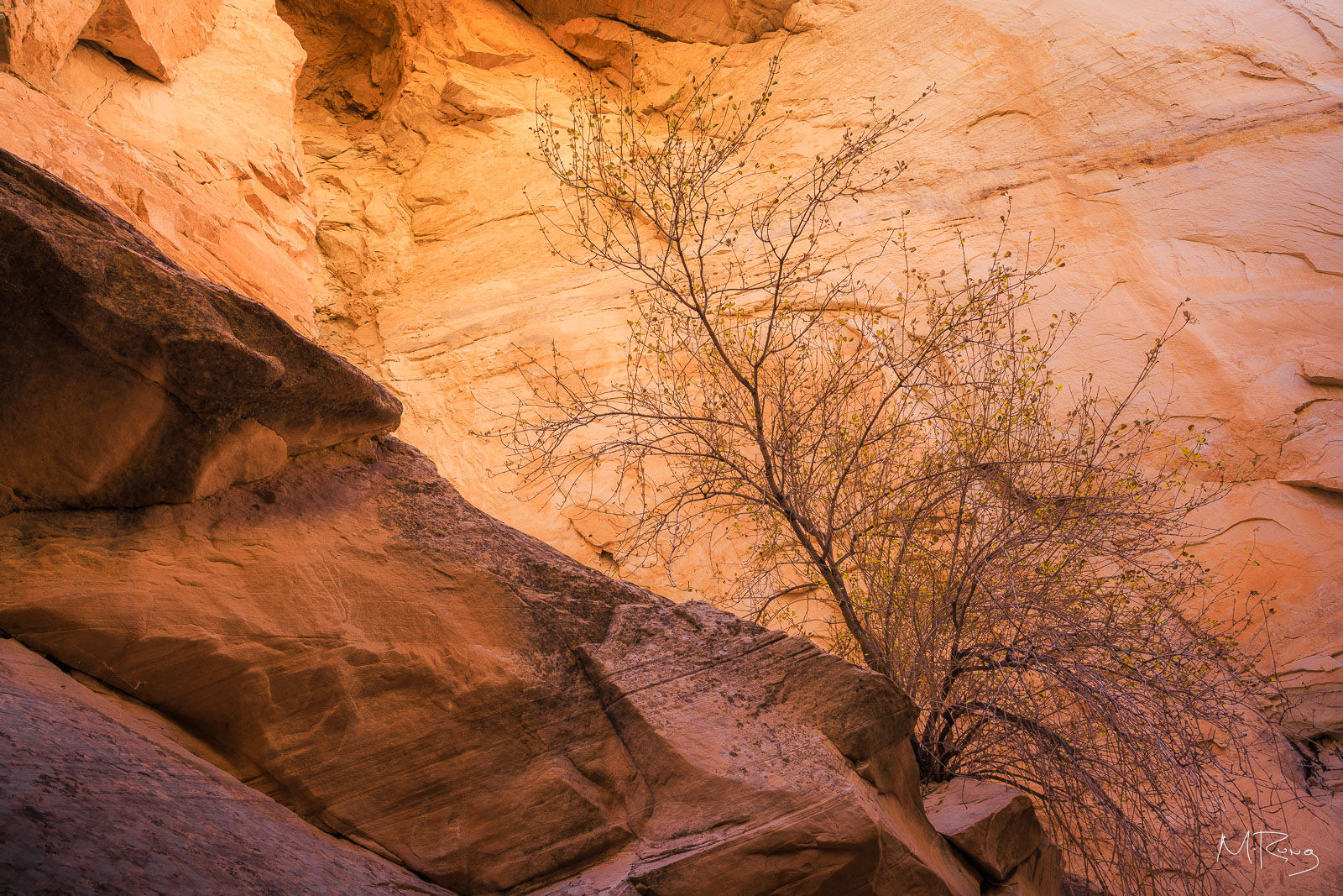 A small tree along a warmly lit canyon wall of Cottonwood Narrows in Utah. By Michael Rung Photography