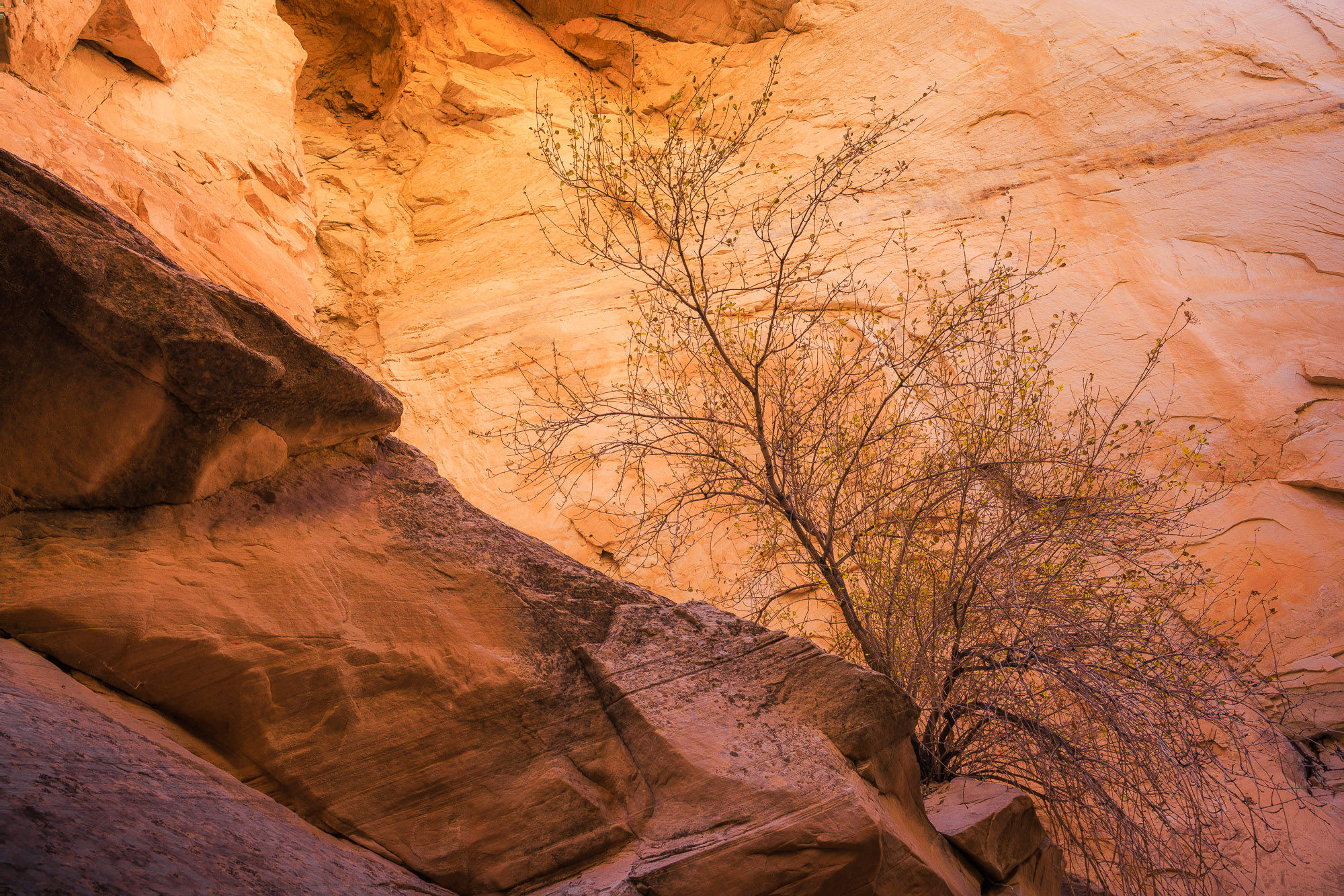 A small tree along a warmly lit canyon wall of Cottonwood Narrows in Utah. By Michael Rung Photography