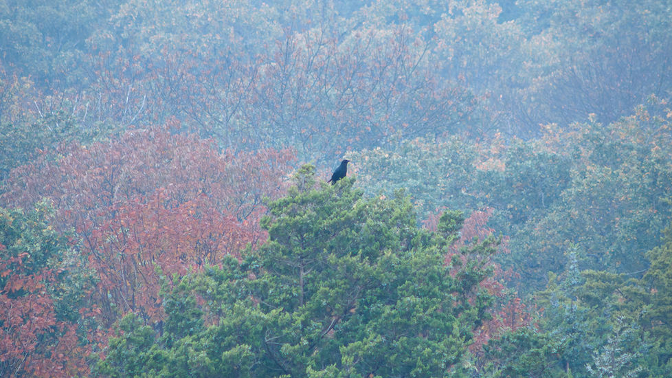 The stunning peaks of the Cimarron Range in Colorado, with vibrant wildflowers and lush aspen trees in the valley below. By Michael Rung