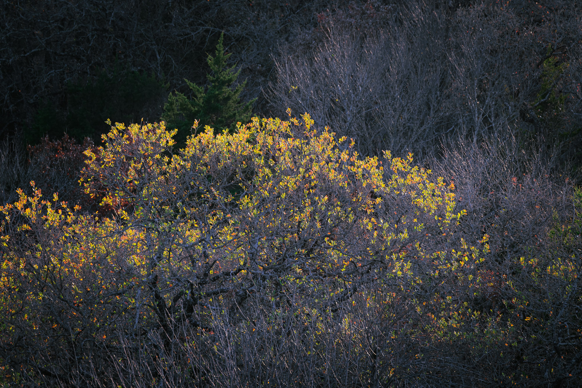 Bright autumn leaves glow against dark, bare branches in a wooded setting. Sunlight highlights the vivid foliage.