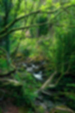 Moss-covered trees arch over a peaceful stream flowing near Torc Waterfall in Ireland. By Michael Rung Photography