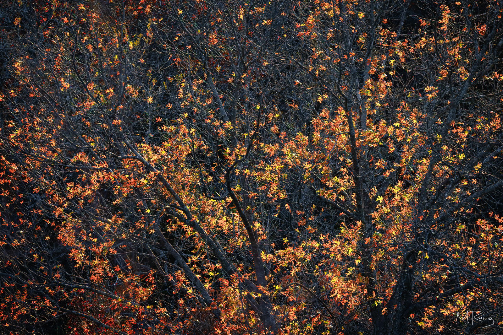 Vibrant autumn foliage with orange and yellow leaves on dark tree branches, creating a striking contrast. By Michael Rung