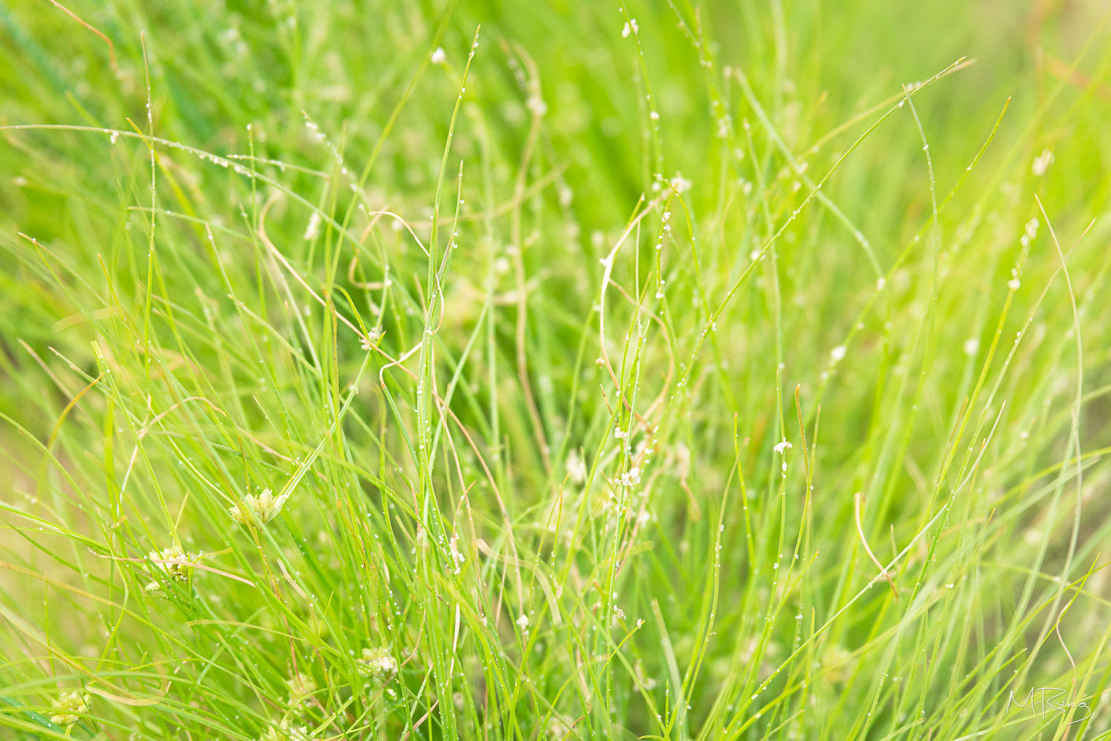 Bright green grasses sway gently in the breeze, dotted with delicate white flowers. By Michael Rung Photography