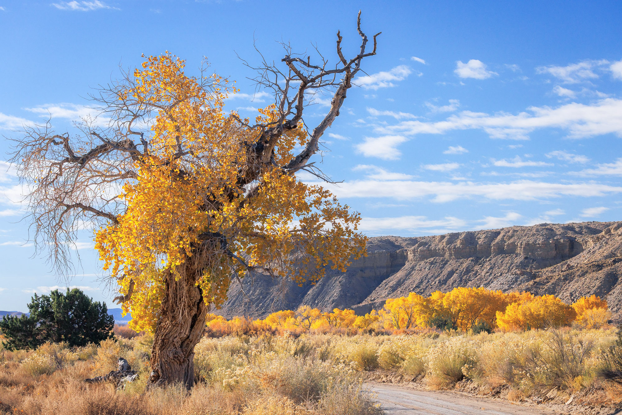 A giant, weather cottonwood tree along Cottonwood Canyon Road, its primary branches trying to hail a non-existent taxi.