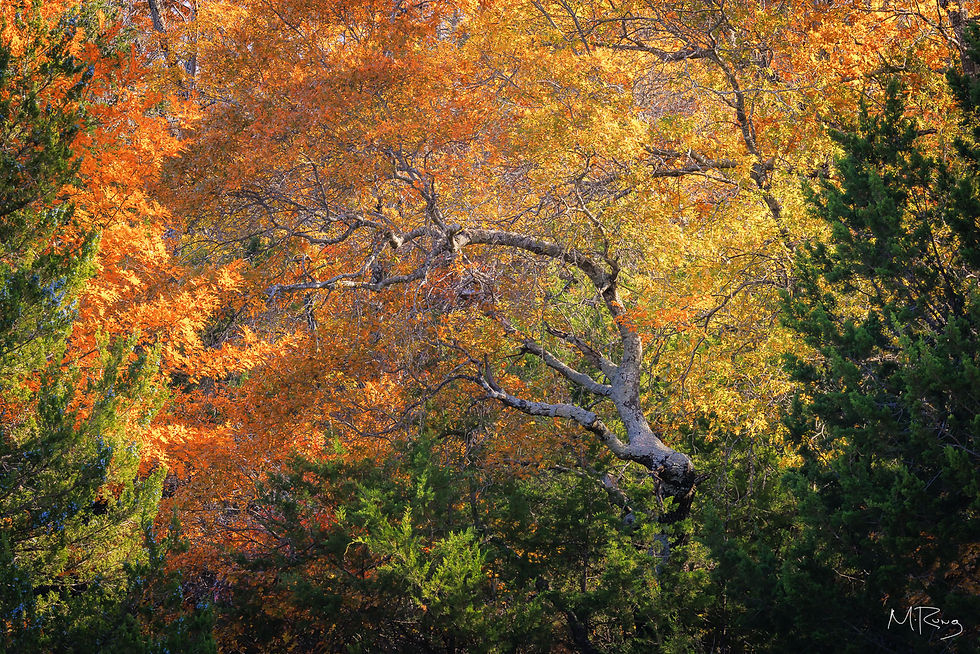 A gnarled oak tree surrounded by vibrant fall colors near Fort Worth, Texas at Eagle Mountain Park. By Michael Rung