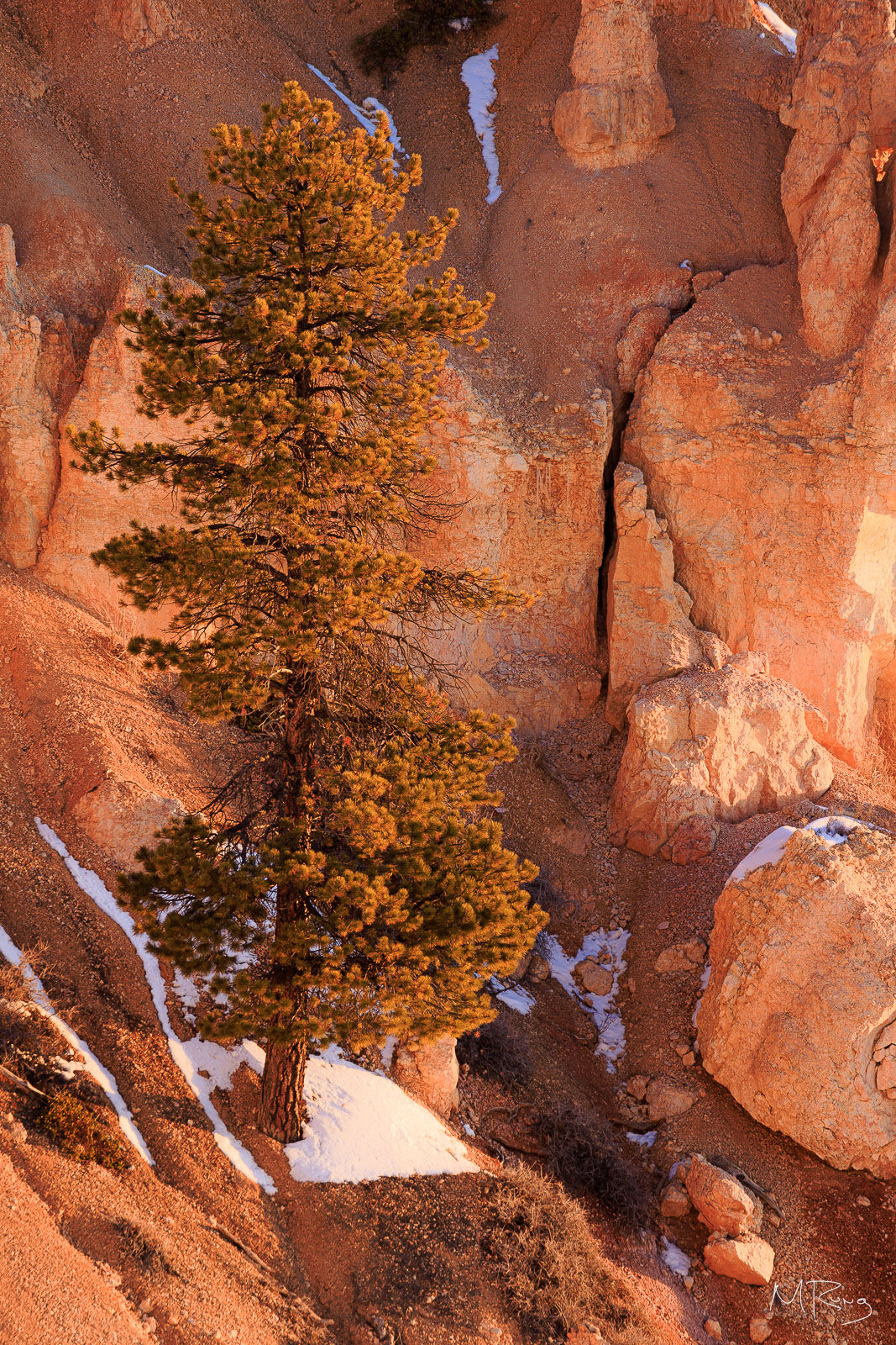 A pine tree in Bryce Canyon National Park awash with golden morning light