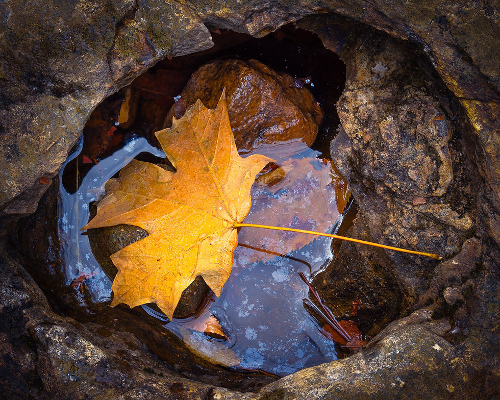 A golden autumn leaf rests in a rock pool, its vibrant color contrasting with oils in the water. By Michael Rung
