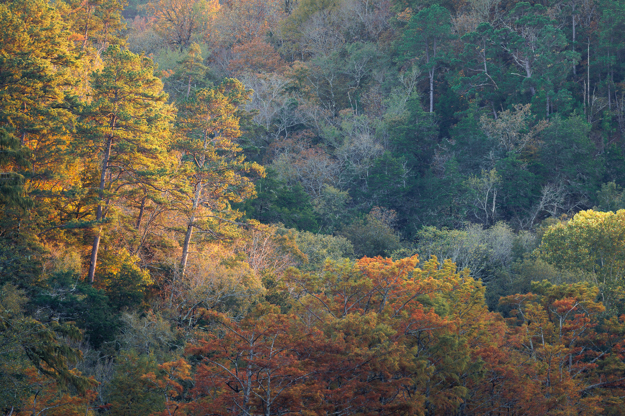 Warm late afternoon sunlight highlighting a group of tall pine trees and fall colors in Beavers Bend State Park in Oklahoma.