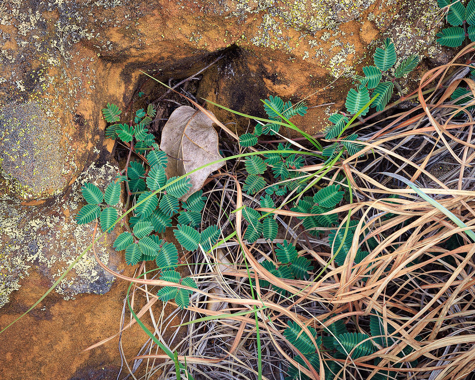 Green ferns and dry grass grow on a lichen-covered brown rock. A single dry leaf rests among the plants.
