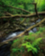 A fallen moss-covered tree stretches over a rocky stream in a dense, vibrant green woodland. By Michael Rung Photography
