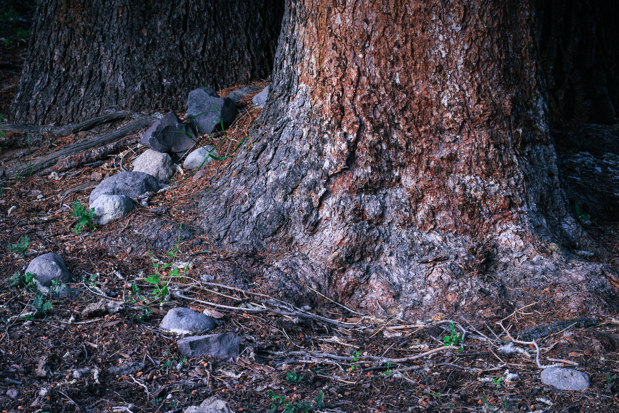 Large tree trunk with textured bark surrounded by rocks and twigs on earthy forest floor. Dense, dark forest is serene.