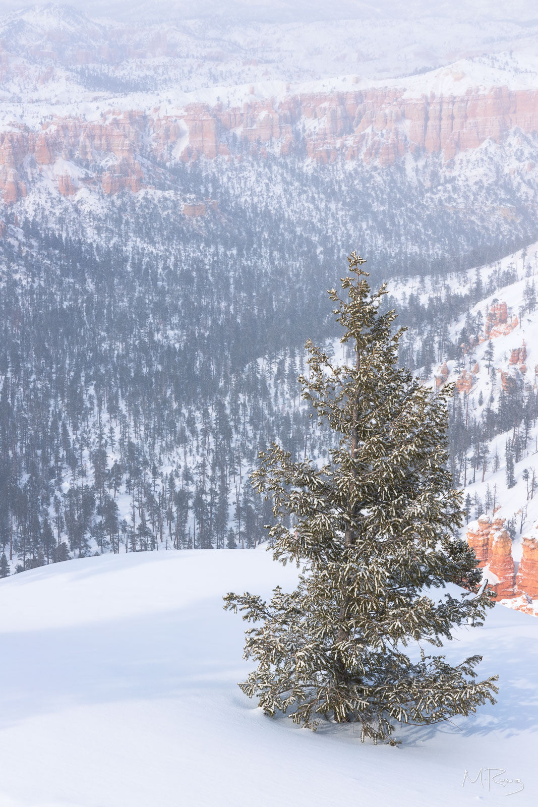 A lone spruce tree in deep snow overlooking a wintry valley in Bryce Canyon National Park