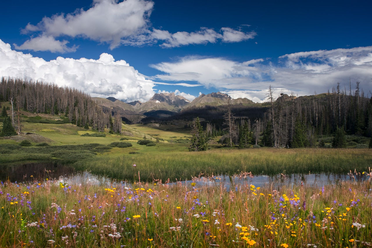 AI-altered photo of Colorado mountains with a pond and wildflowers