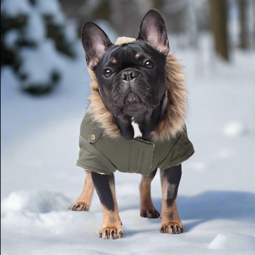 Canada Pooch Alaskan Army Winter Dog Parka | Bronx Tail NY