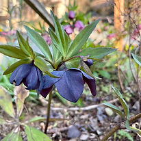 クリスマスローズ (13).jpeg