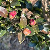 サザンカ (3).jpeg