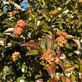 サザンカ (2).jpeg