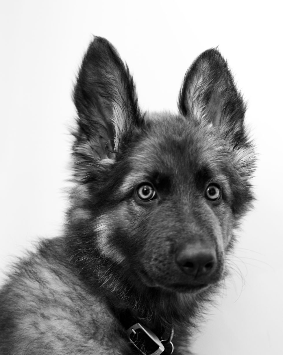 Monochrome Muzzle – Striking Black & White Dog Portrait