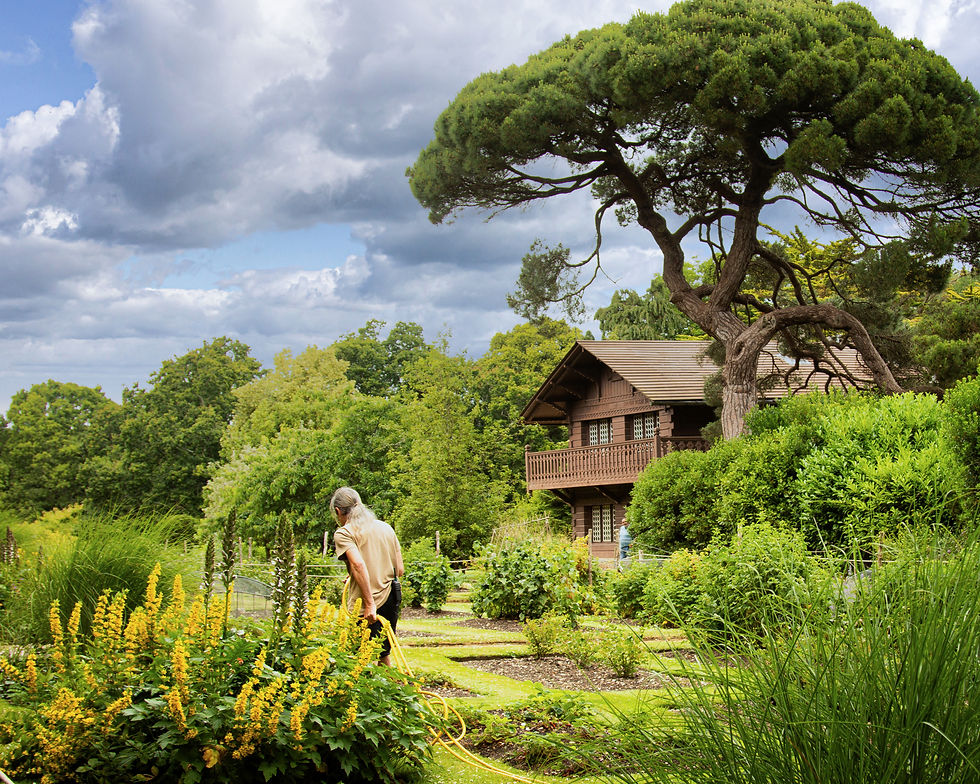 Captured on my Canon 800D — a moment of calm in a world that never stops growing. The gardener waters with purpose, beneath a tree that looks like it’s holding the sky.