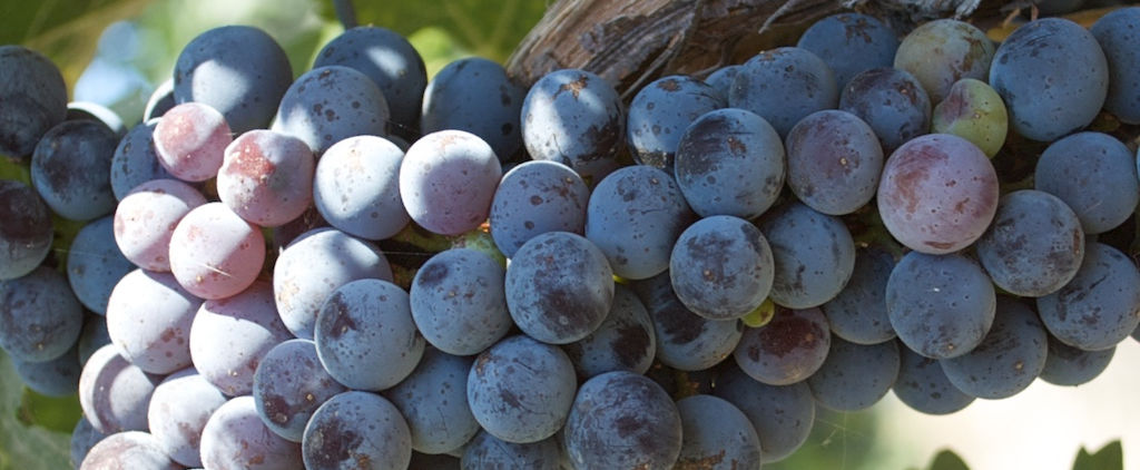 Types of wine made in Santa Ynez Valley