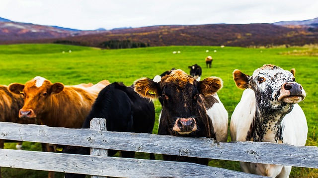 Animal Mortality Insurance Animal Mortality Insurance