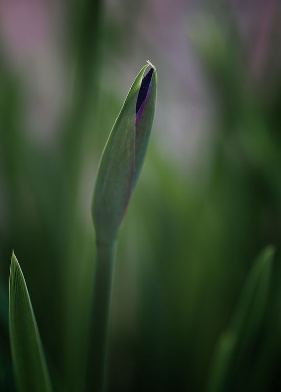 Nature Winner