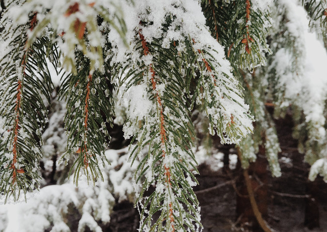 nieve pino abeto bosque invierno