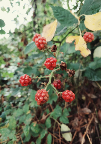 mora naturaleza otoño verano