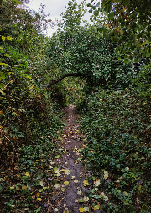 otoño bosque bratislava