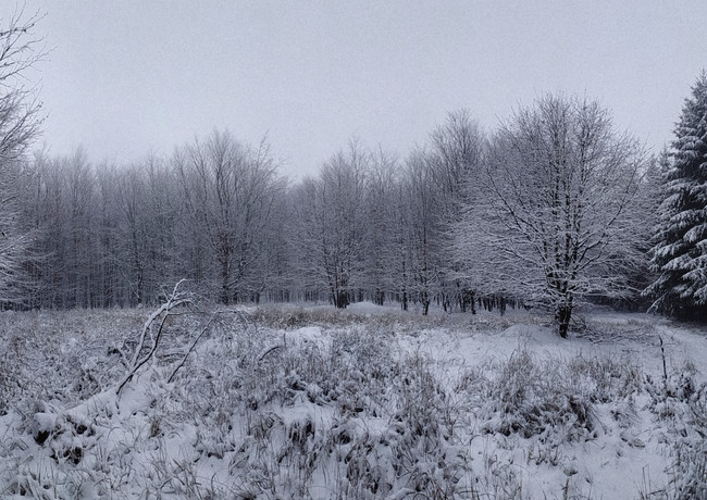 invierno frío nieve bosque pinos