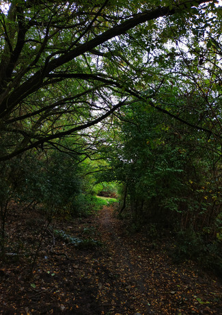 bosque misterioso primavera bratislava