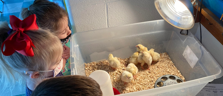 Chickhatching pic 4-3.2021.jpg