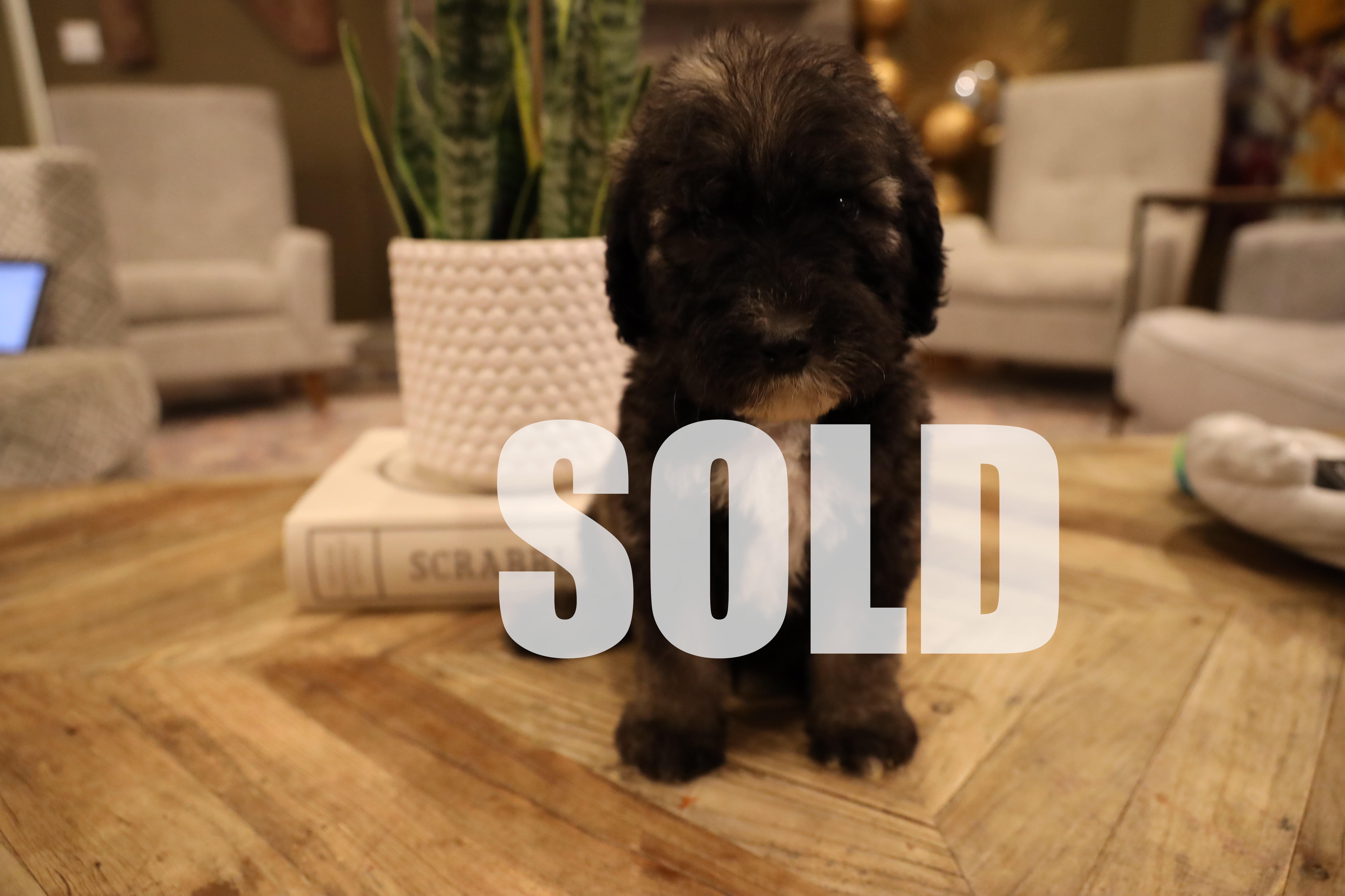 SOLD RED COLLAR