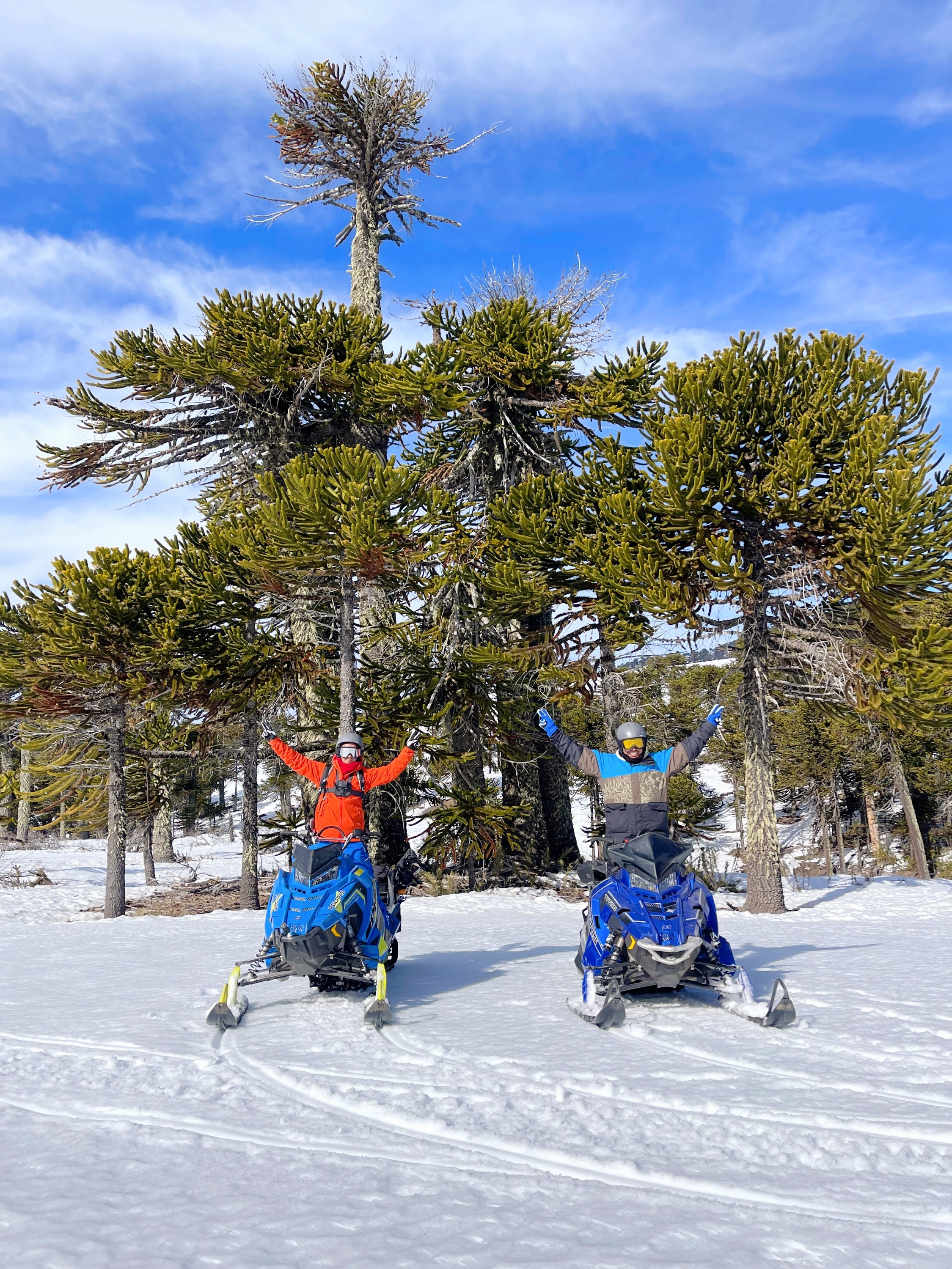 pasajeros en bosques de araucarias