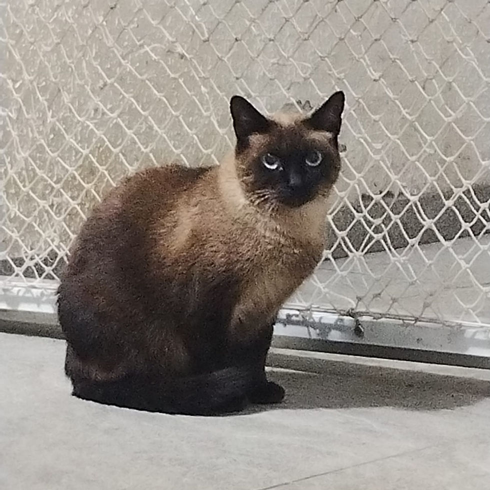 Bisnaguinha