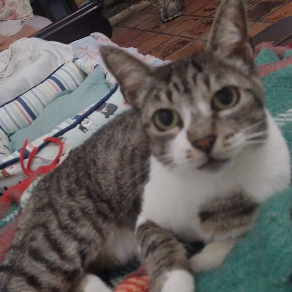 Garota