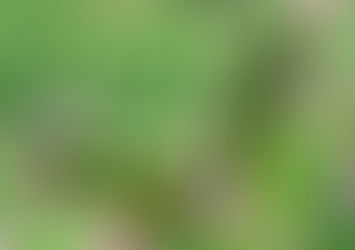 Especie de la semana: Mariposa Alas de Pájaro