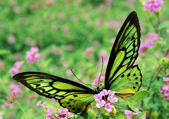 Especie de la semana: Mariposa Alas de Pájaro