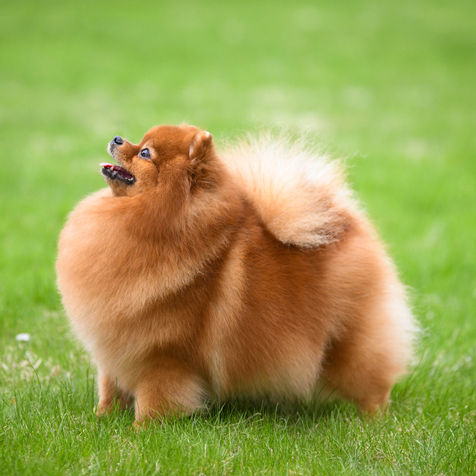 Yunona Bella Vita Indigoletta Iz Knyaginino 31-.jpg