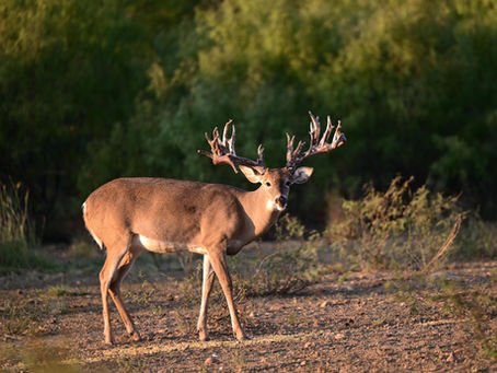WILD PURSUITS TEXAS HUNTING ADVENTURES GIVEAWAY
