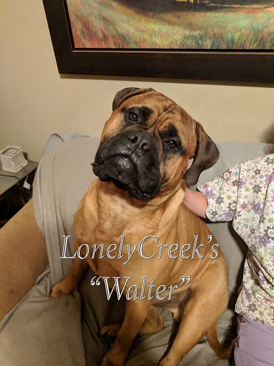 lonely creek bullmastiff