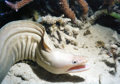 Moray at nite.jpg