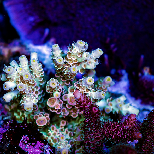 Pink and Purple Shapes Delicate Happines