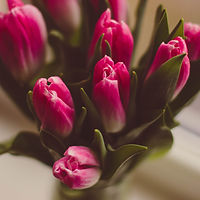 Purple Tulips