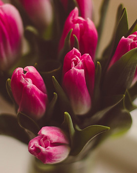 púrpura de los tulipanes