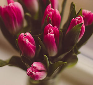 Purple Tulips