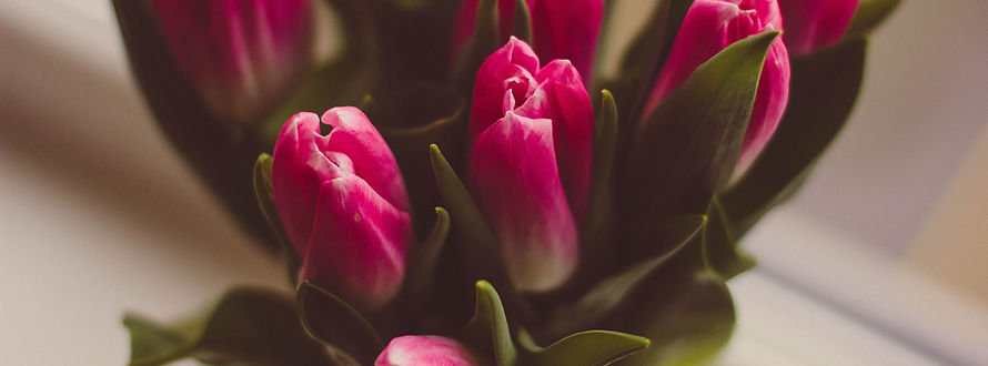 fioletowe tulipany