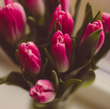Tulip Community